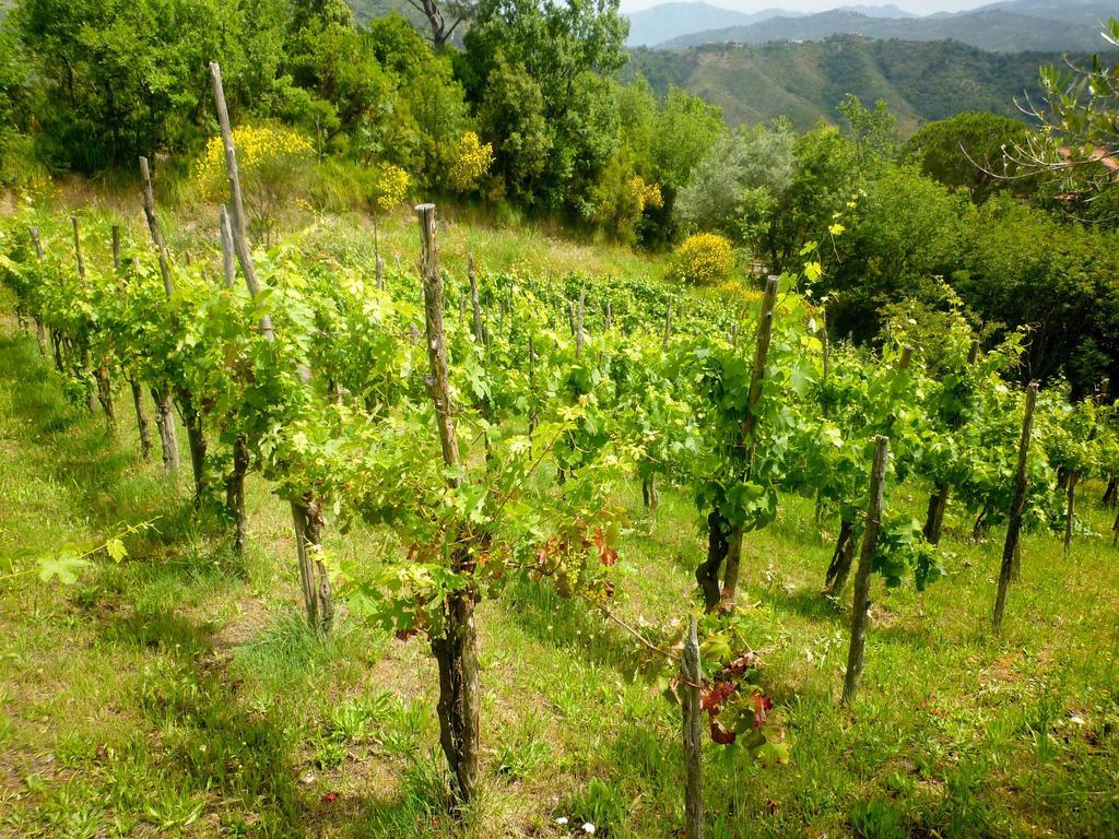 Bed and Breakfast Benvenuti Nel Sud Sessa Cilento Exterior foto